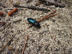 Selatosomus semimetallicus
