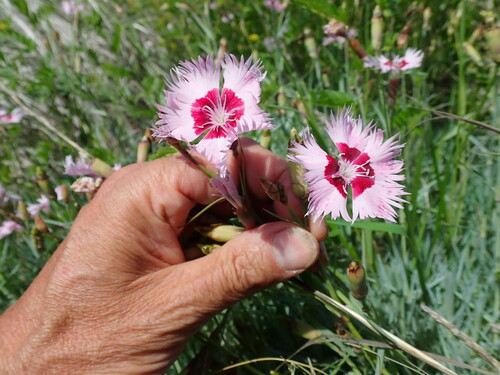Dianthus plumarius