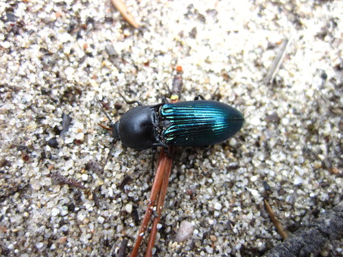 Metallic Click Beetle