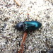 Metallic Click Beetle - Photo (c) Robby Deans, some rights reserved (CC BY-NC), uploaded by Robby Deans