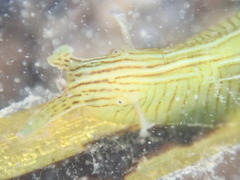 Phyllaplysia taylori