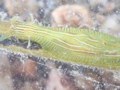 Phyllaplysia taylori