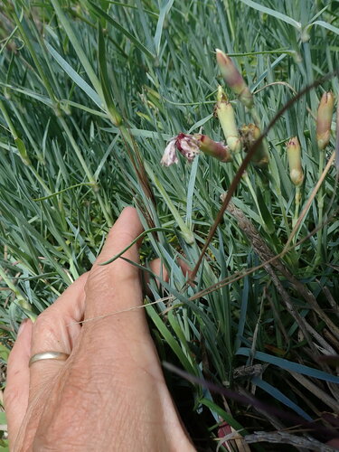 Dianthus plumarius