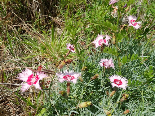 Dianthus plumarius