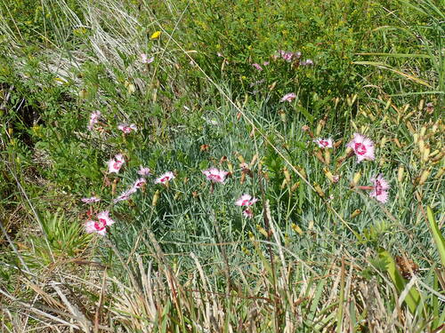 Dianthus plumarius