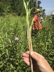 Carex lacustris