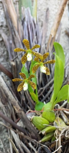 Dollar Orchid
