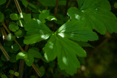 Geum laciniatum