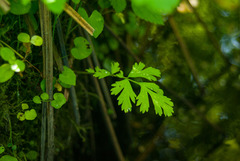 Geum laciniatum