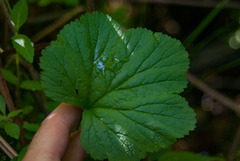 Geum laciniatum