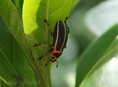 Eudiagogus episcopalis
