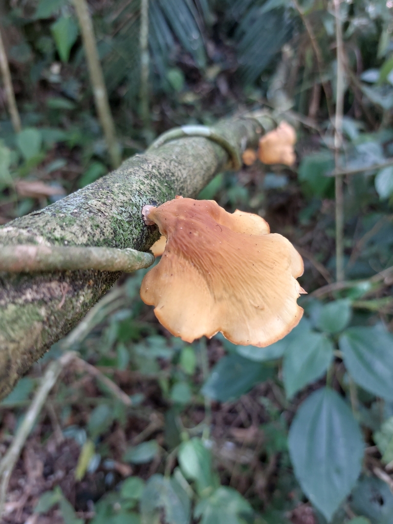 Mycobonia flava · November 2024 · photo: © danielsd (iNaturalist, cc-by-nc)