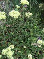 Oligogonum