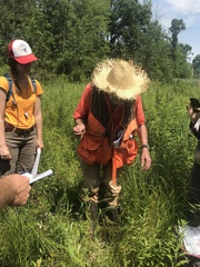 Juncus effusus pylaei