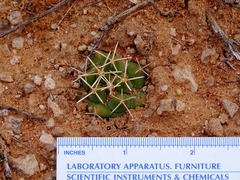 Coryphantha robustispina scheeri