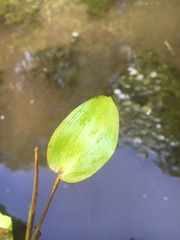 Potamogeton natans