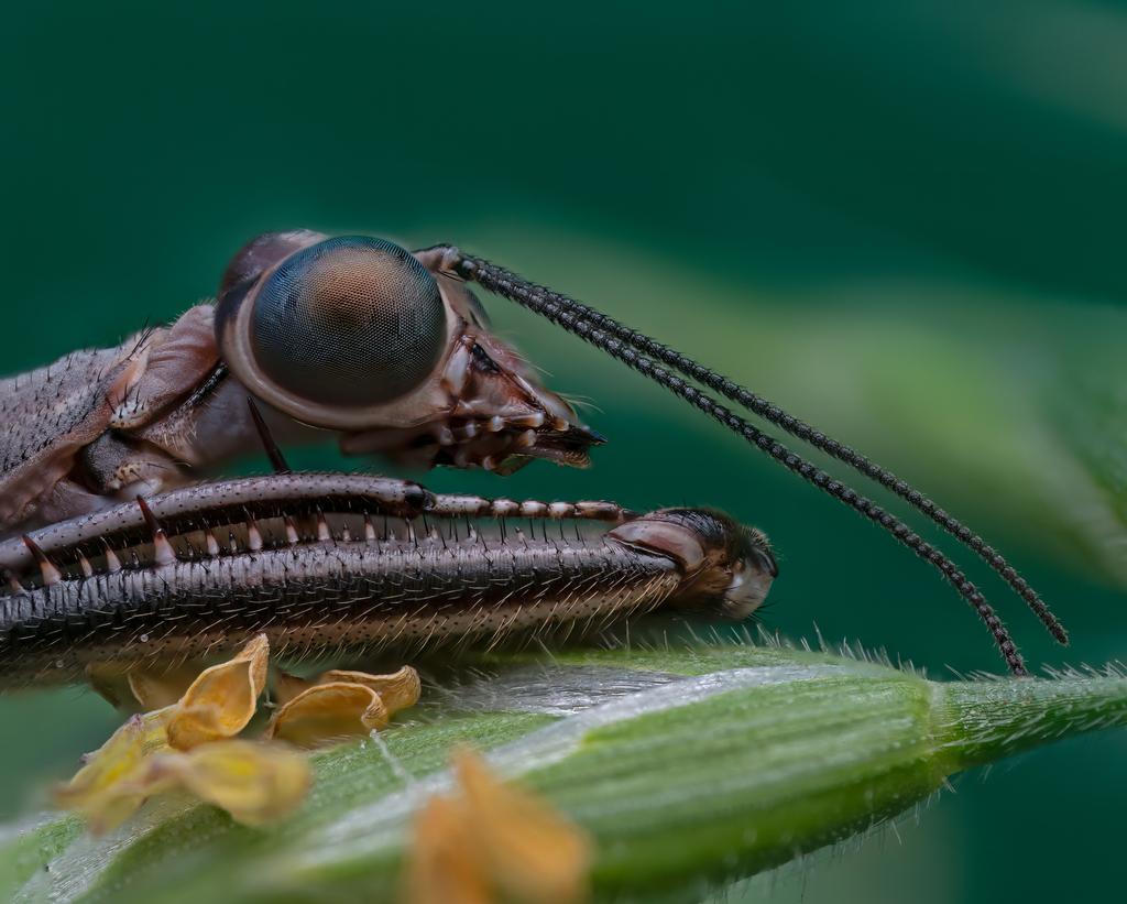 Theristria imperfecta