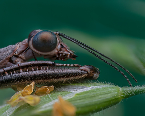 Theristria imperfecta