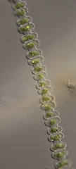 Desmidiaceae