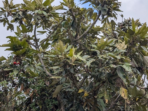 Oreopanax ecuadoriensis, photograph 2