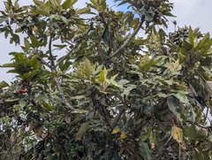 Oreopanax ecuadoriensis, photograph Zoltán Stekkelpak, CC0, iNaturalist via GBIF