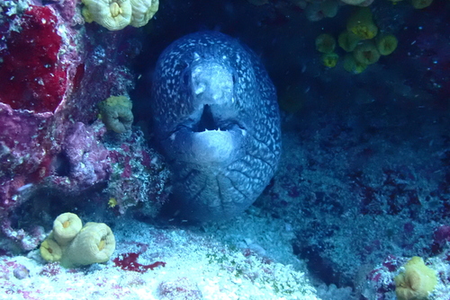 Hourglass moray (Muraena clepsydra) — Muraenidae — 4