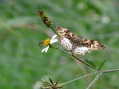 Noctuana