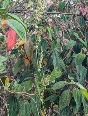 Miconia papillosa