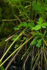 Stellulatae