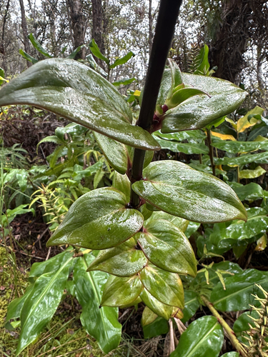 Image of Kadua centranthoides by (c) Nick T., some rights reserved (CC BY-SA)