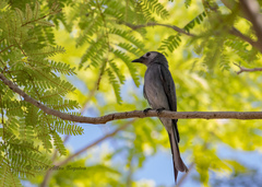 Dicrurus leucophaeus