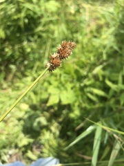 Carex normalis
