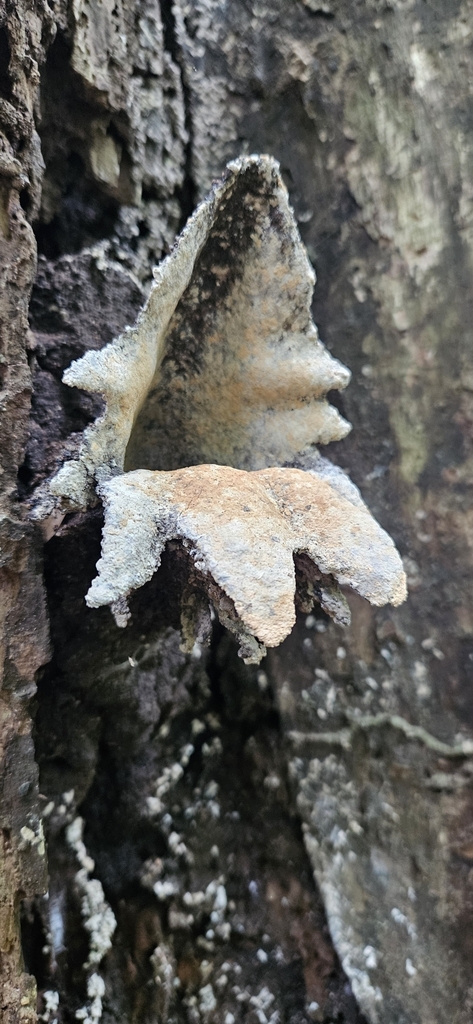 Partamona ailyae