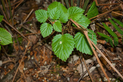 Viburnum rafinesqueanum