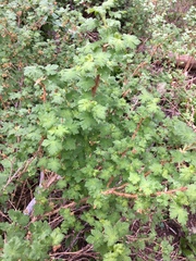 Ribes montigenum