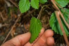 Viburnum rafinesqueanum