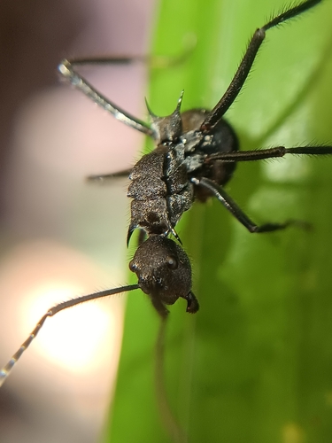 Polyrhachis noesaensisPolyrhachis noesaensis