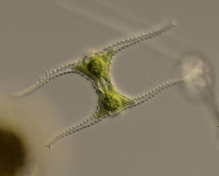 Staurastrum leptocladum