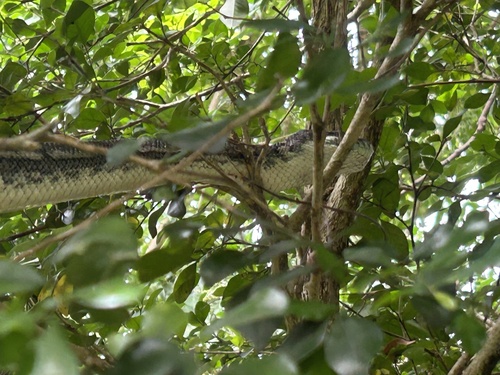 Coastal Carpet Python sighting