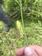 Carex retrorsa