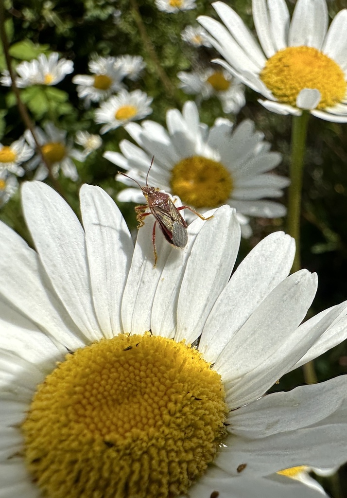 Liorhyssus lineatoventris