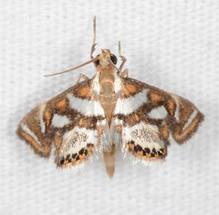 Chrysendeton medicinalis