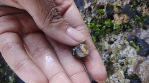 Nerita trifasciata observed 2019-07-14