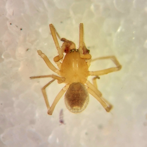 Oreonetides flavescens