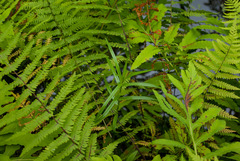 Dulichium arundinaceum