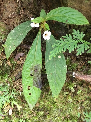 Rhynchotechum