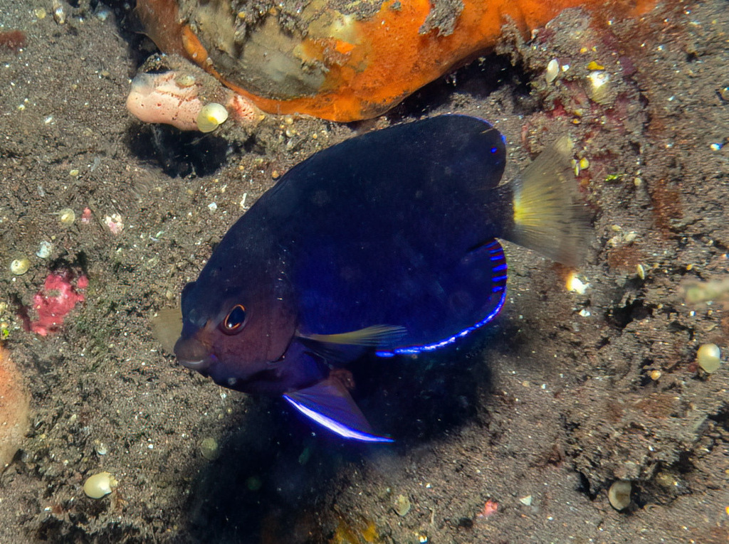 Yellowtail Angelfish