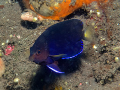Yellowtail Angelfish photo 1