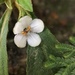 Rhynchotechum brevipedunculatum - Photo (c) hsiang-ying, algunos derechos reservados (CC BY-NC), subido por hsiang-ying