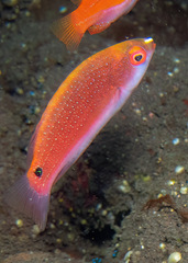 Ruby-Headed Fairy Wrasse photo 4